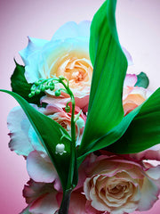 Rose Goldea Blossom Delight Bvlgari Eau de Parfum Bvlgari